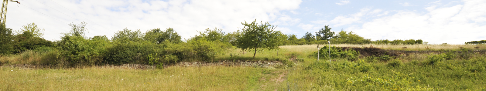 Wildbewachsene Landschaft © Dienstleistungszentren Ländlicher Raum